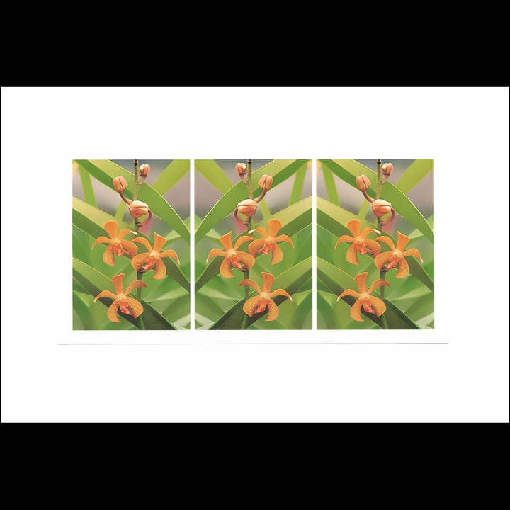 Wild Horizons Productions - Wholesale Stationery/Notecard Set - Notecard +Envelope: Tropical Flowers, Aranda Orchid
