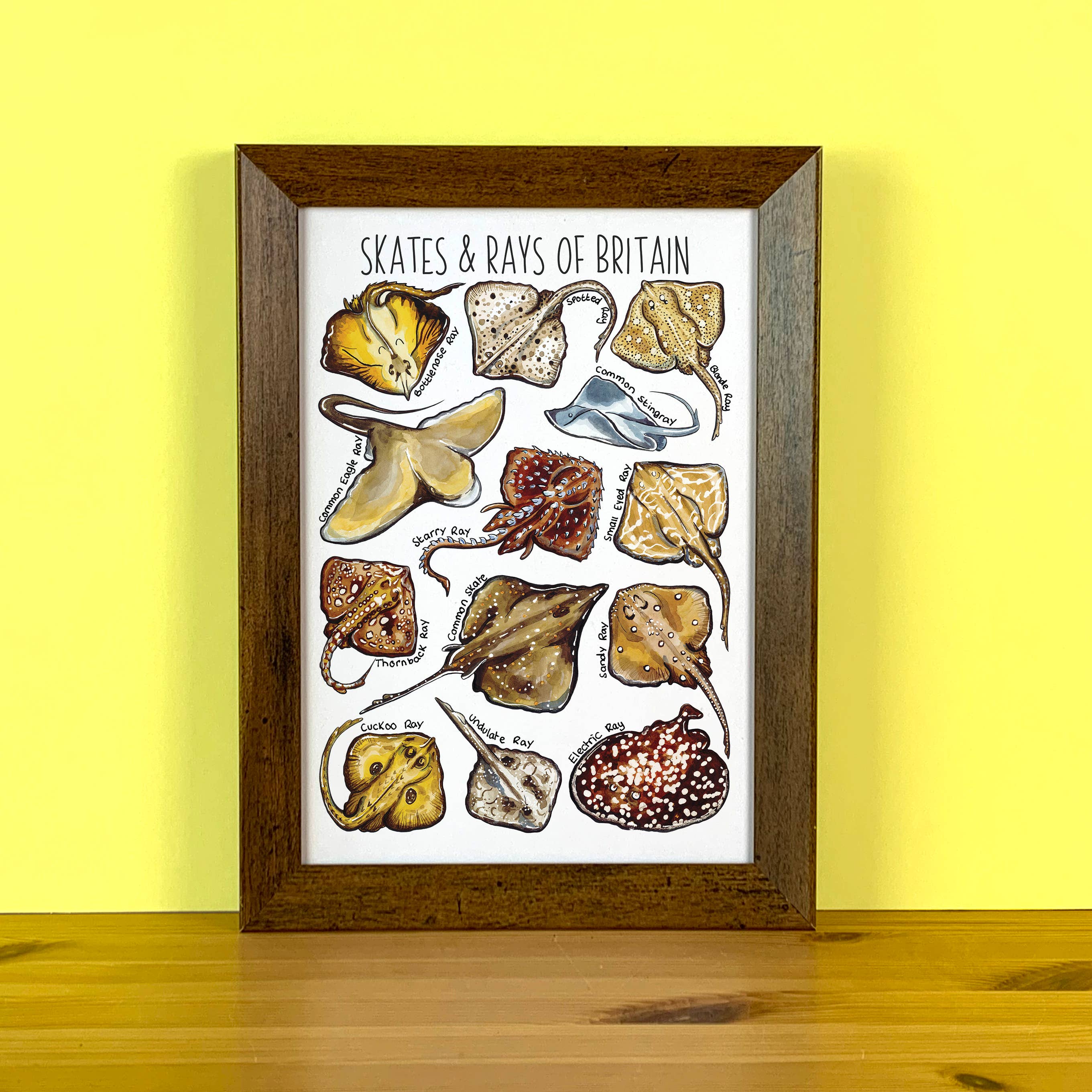 Alexia Claire Ltd - Wholesale Postcard - Skates & Rays of Britain Art Blank Postcard2