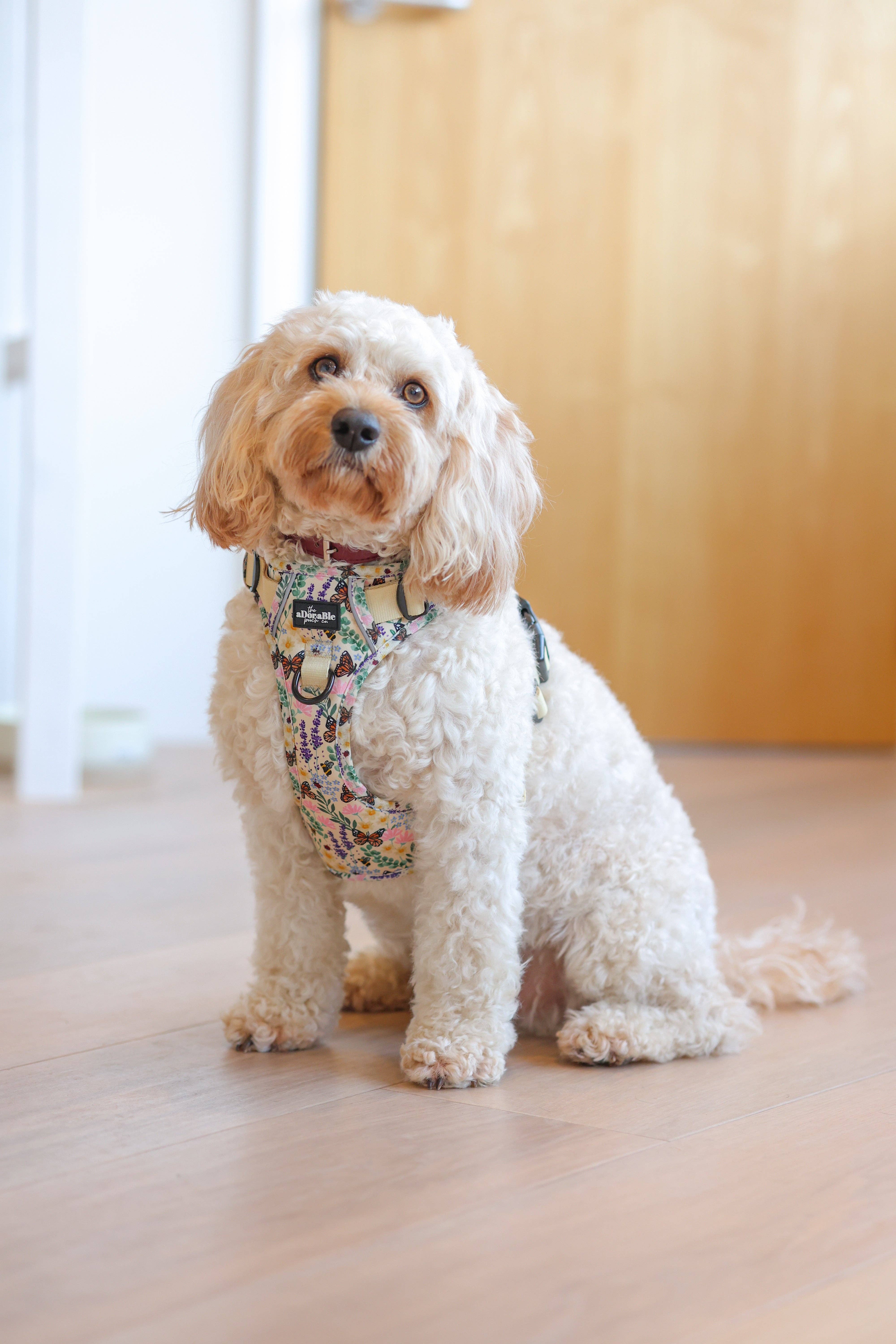 The aDoraBle Pooch Company – Arnês – Cão por atacado – Arnês Hike & Go Lite™ - Bumbles & Butterflies31