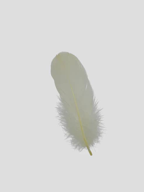 Fins 12-15 cm Light yellow for wholesale by Enkels Feathers