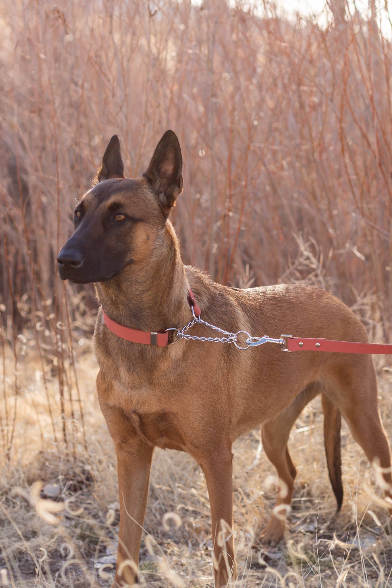 Euro-Dog Collars and Leads - Wholesale Pet Collar - Dog - Leather Dog Collar Martingale Soft Modern Style7