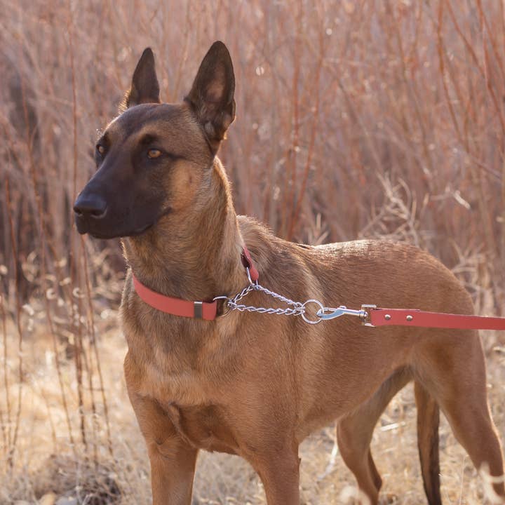 Euro-Dog Collars and Leads - Wholesale Pet Collar - Dog - Leather Dog Collar Martingale Soft Modern Style7