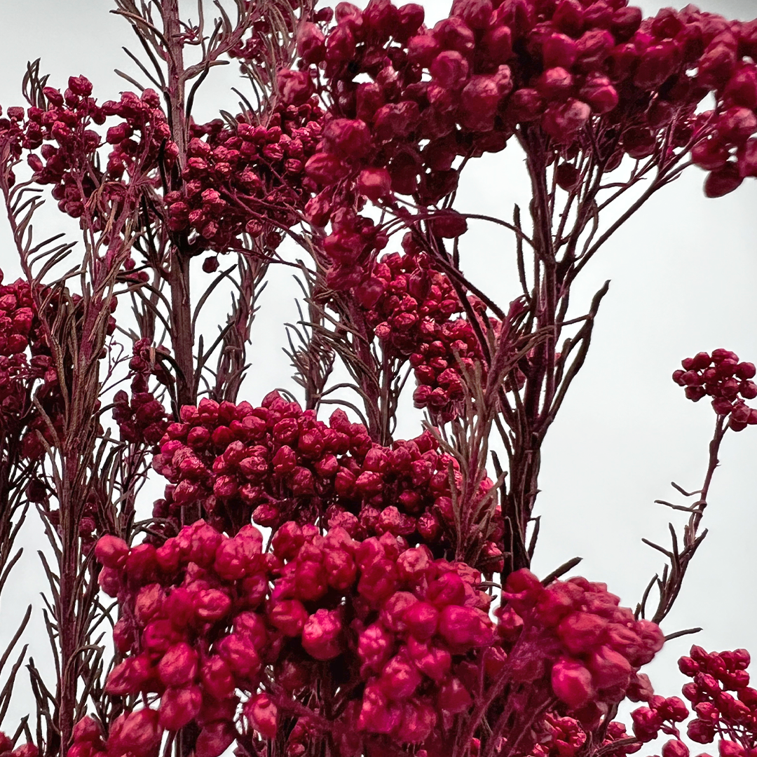 2626 Designs – Engroshandel Tørrede/pressede blomster – Konserveret hirse og risblomst - Immortelle og Ozothamnus blomster7