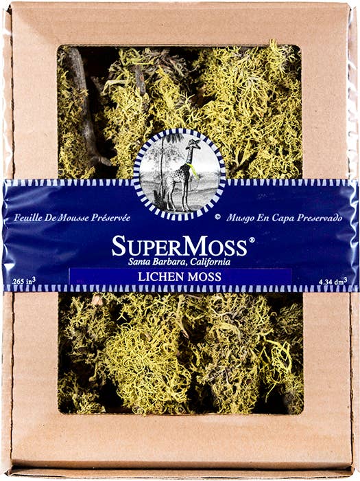 Branched Wolfen Lichen for wholesale by SuperMoss