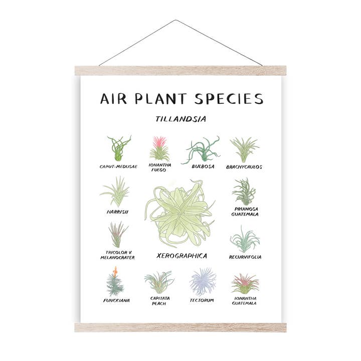 Air Plant Species Print for wholesale by Little Studio Collective