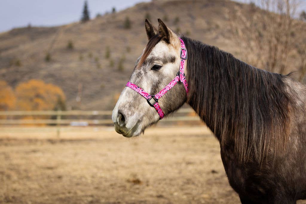 Schulz Equine - Wholesale Horseback Riding Gear - Nylon Halter - Horse Size27