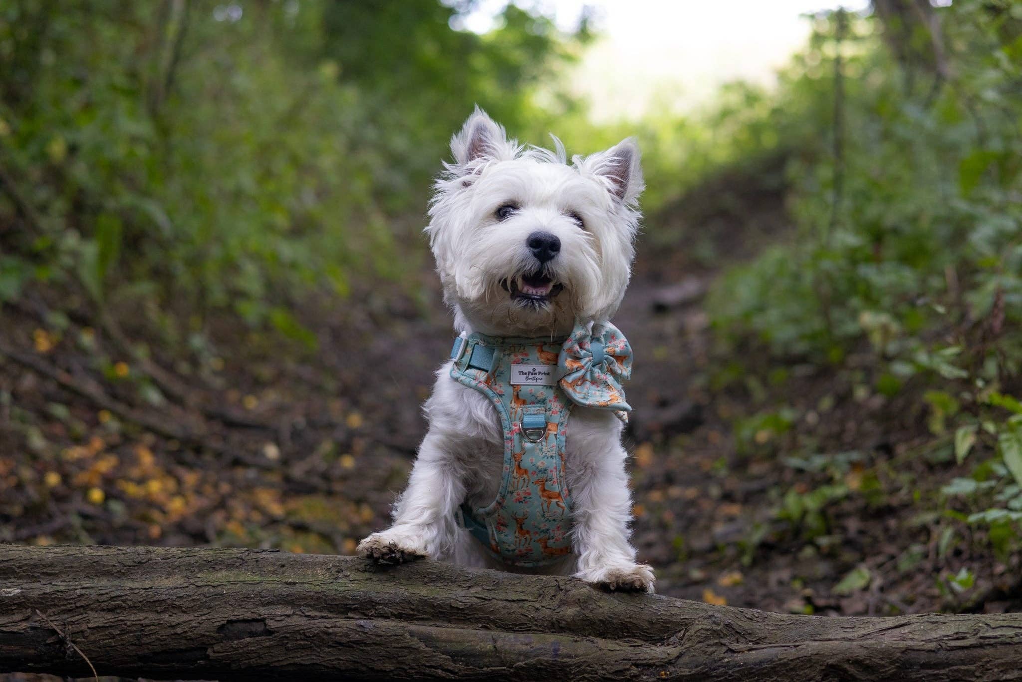 The Paw Print Boutique – wholesale Pet bow tie – Dog – Bambi in Bloom Bow Tie9