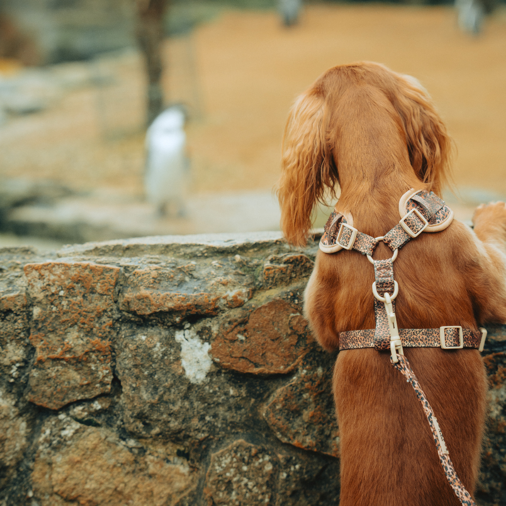 Cocopup London - Wholesale Pet Leash - Dog - Quilted Leopard Pup Lead4