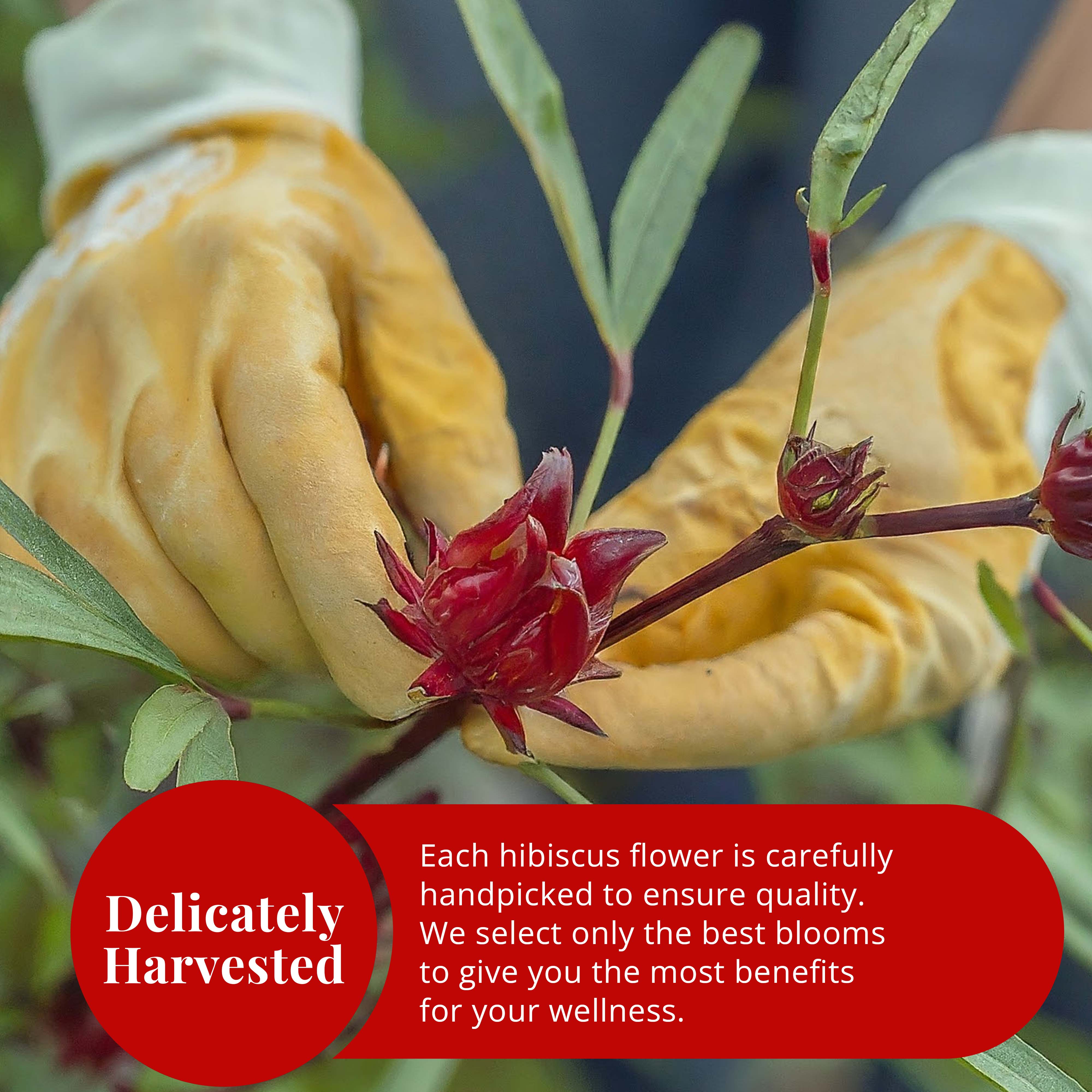 Akshit - Wholesale Gezondheid/Detox thee - 5 oz gedroogde hibiscusbloemen, hibiscusthee, gedroogde kruiden.9