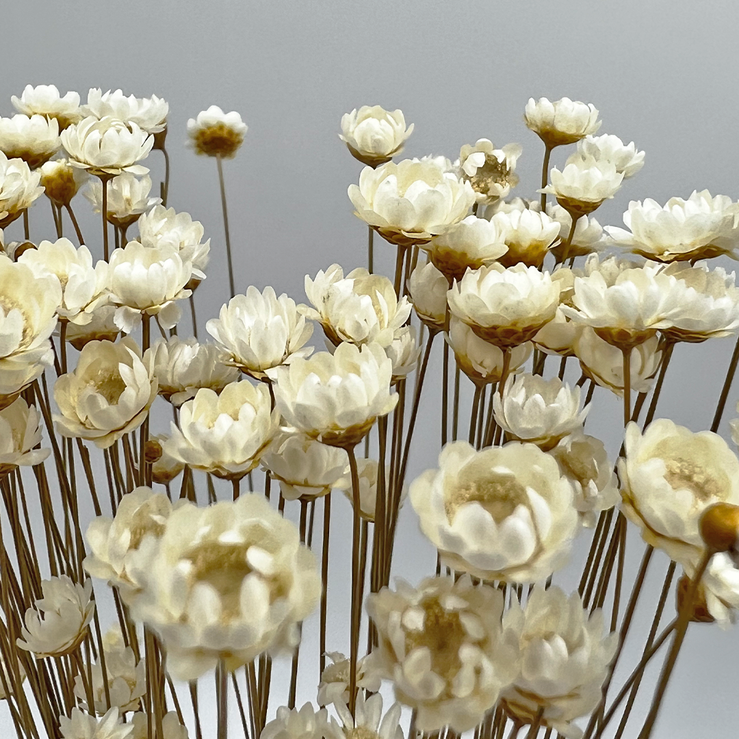 2626 Designs - Vendita all'ingrosso Fiori finti - Fiore Piccola Stella Preservato, 40-50 cm di lunghezza6