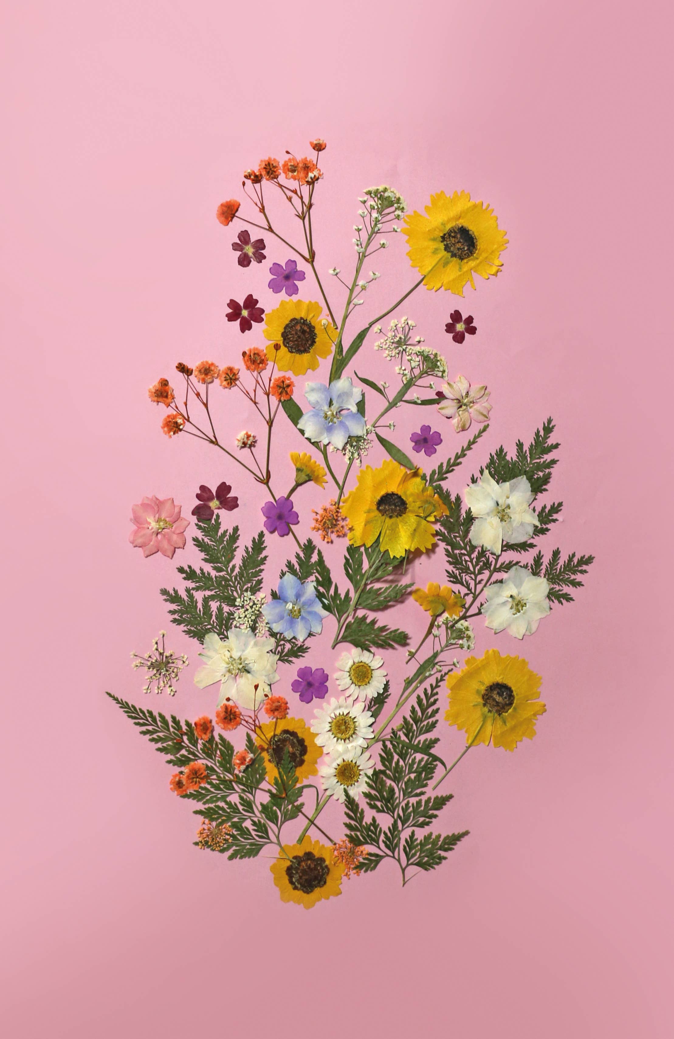 Graine Créative - Wholesale Artificial Flowers - PRESSED FLOWERS MEADOW WHITE - 15 PCS0