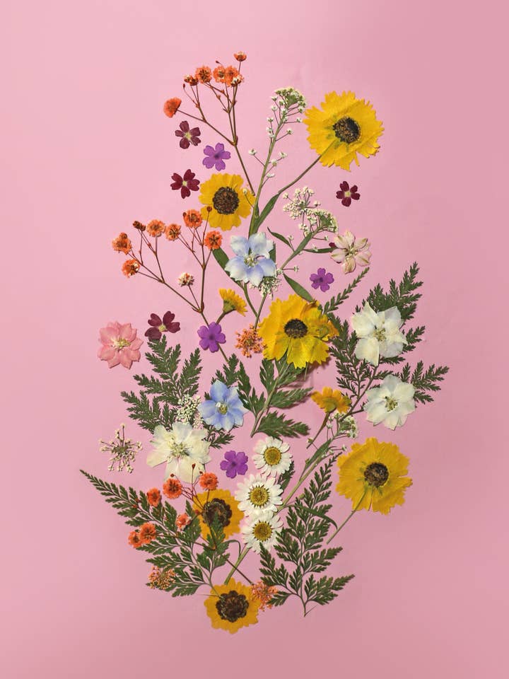 Gepresste Blumen Wiese Weiß – 15 Stück für den Großhandel von Graine Créative