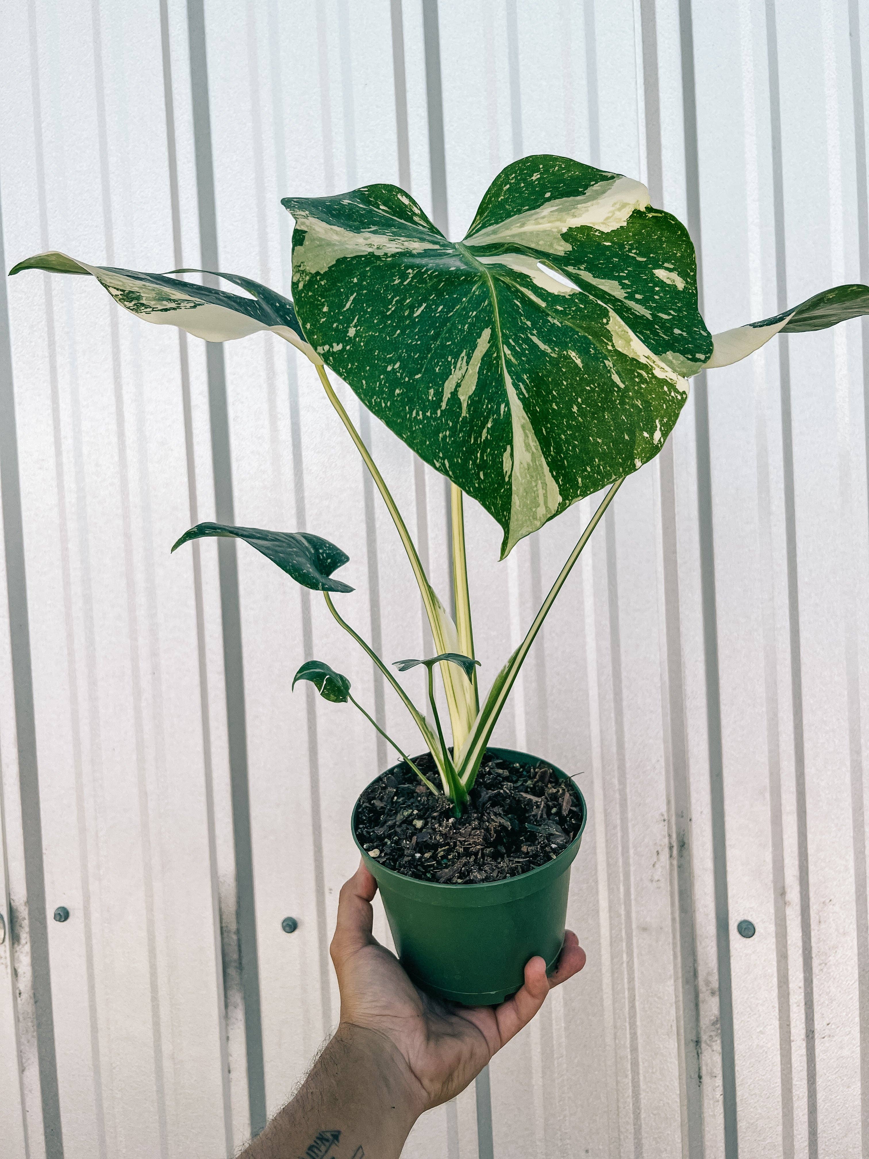 BWH Plant Co - Wholesale Live Plant - 6" Monstera 'Thai Constellation'2