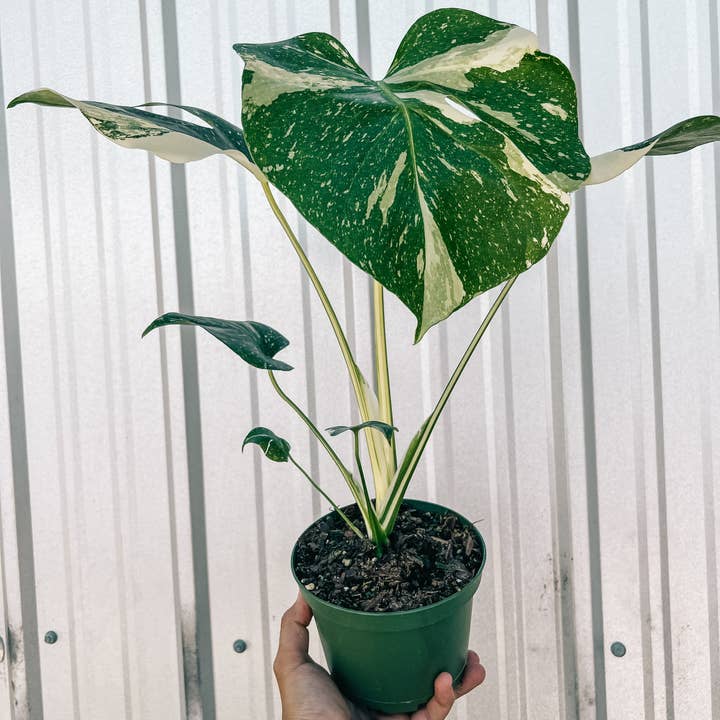 BWH Plant Co - Wholesale Live Plant - 6" Monstera 'Thai Constellation'2