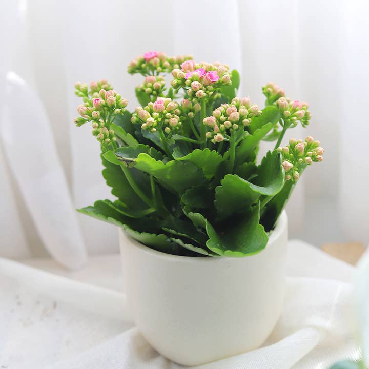 Best Plant Friend - Wholesale Live Plant - Kalanchoe blossfeldiana 'Calandiva Pink' in 4.5"/6" Pot