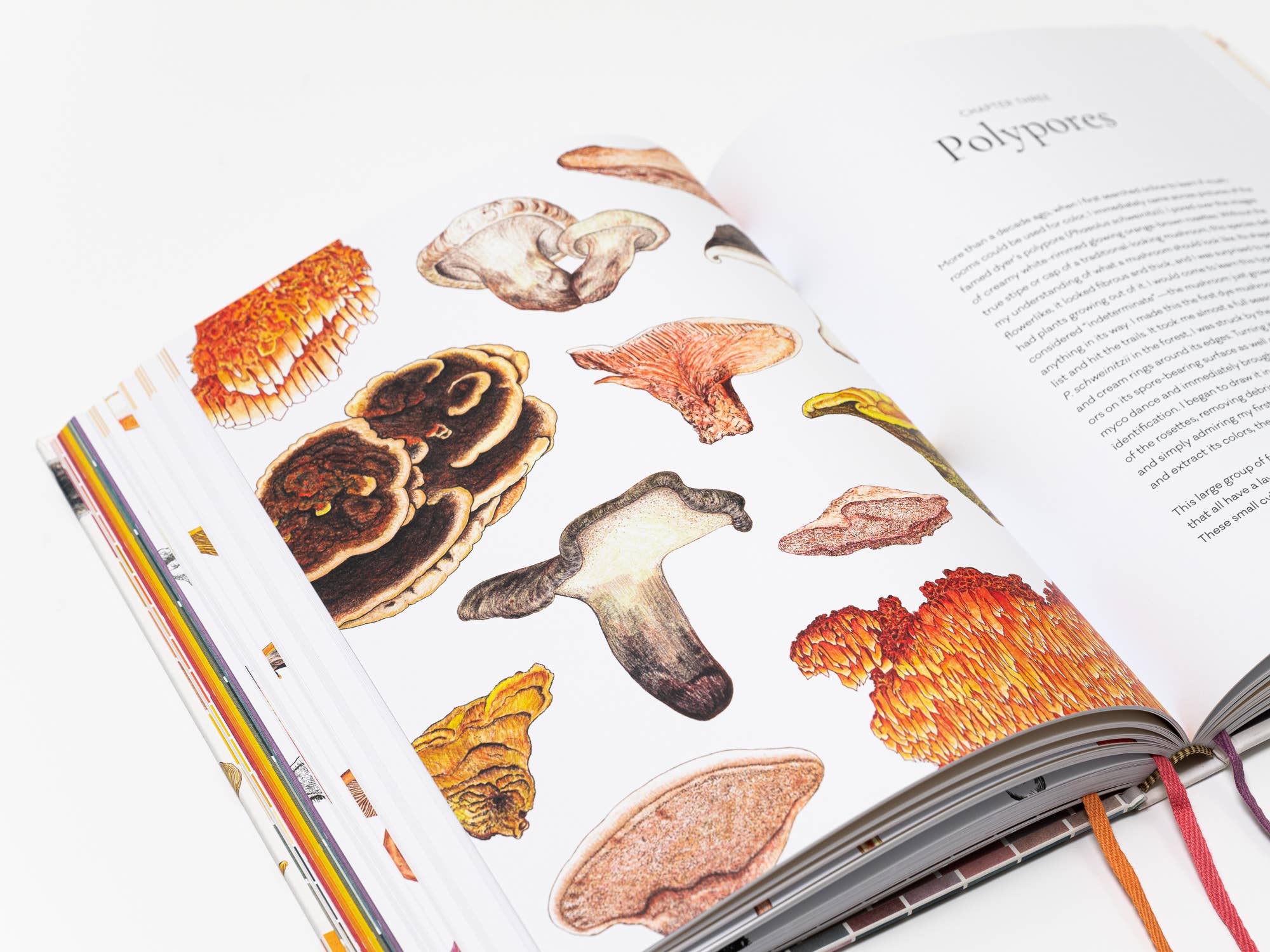 Chronicle Books - Wholesale Nature & Outdoors - Mushroom Color Atlas4