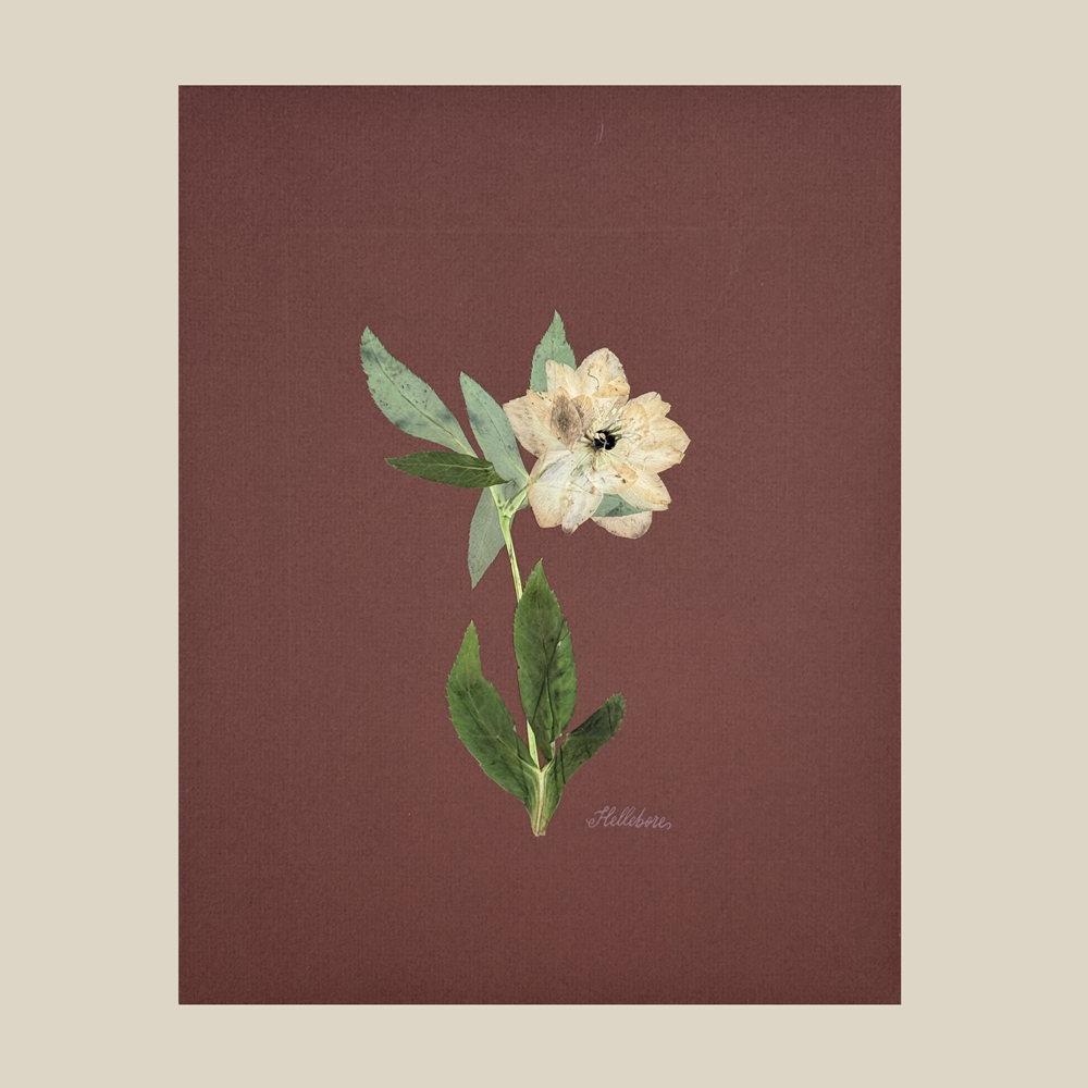 The Fleur De Lis House - Wholesale Sculpture - One-of-a-kind real pressed hellebore on chocolate wall art1