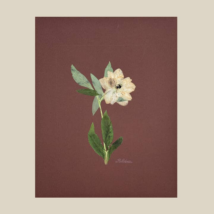 The Fleur De Lis House - Wholesale Sculpture - One-of-a-kind real pressed hellebore on chocolate wall art1