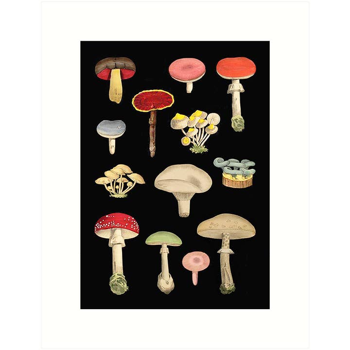 Mushrooms | Blank Greeting Card for wholesale by Lucca Paperworks