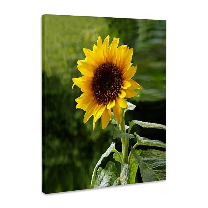 3dRose, Sonnenblume, Museumsqualität Leinwanddruck für den Großhandel von 3dRose