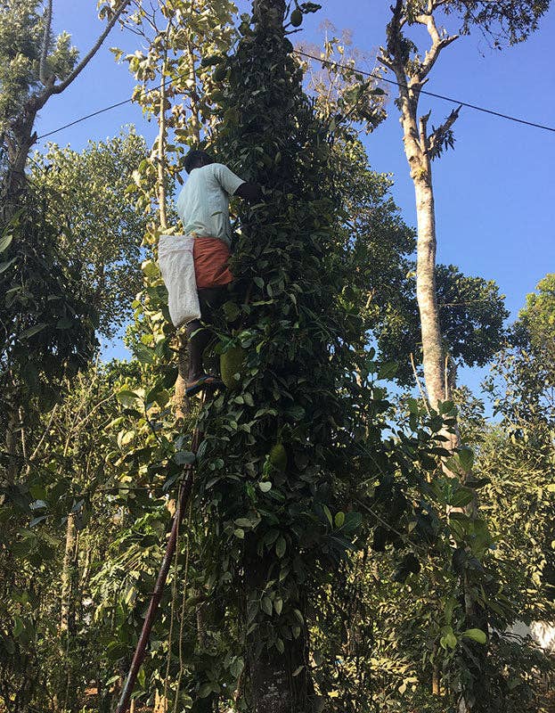 Pure Indian Foods - Wholesale Pepper/Peppercorns - Tellicherry Special Extra Bold Peppercorns, Organic5