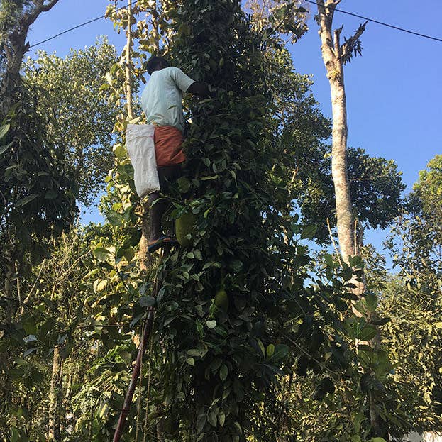 Pure Indian Foods - Wholesale Pepper/Peppercorns - Tellicherry Special Extra Bold Peppercorns, Organic5