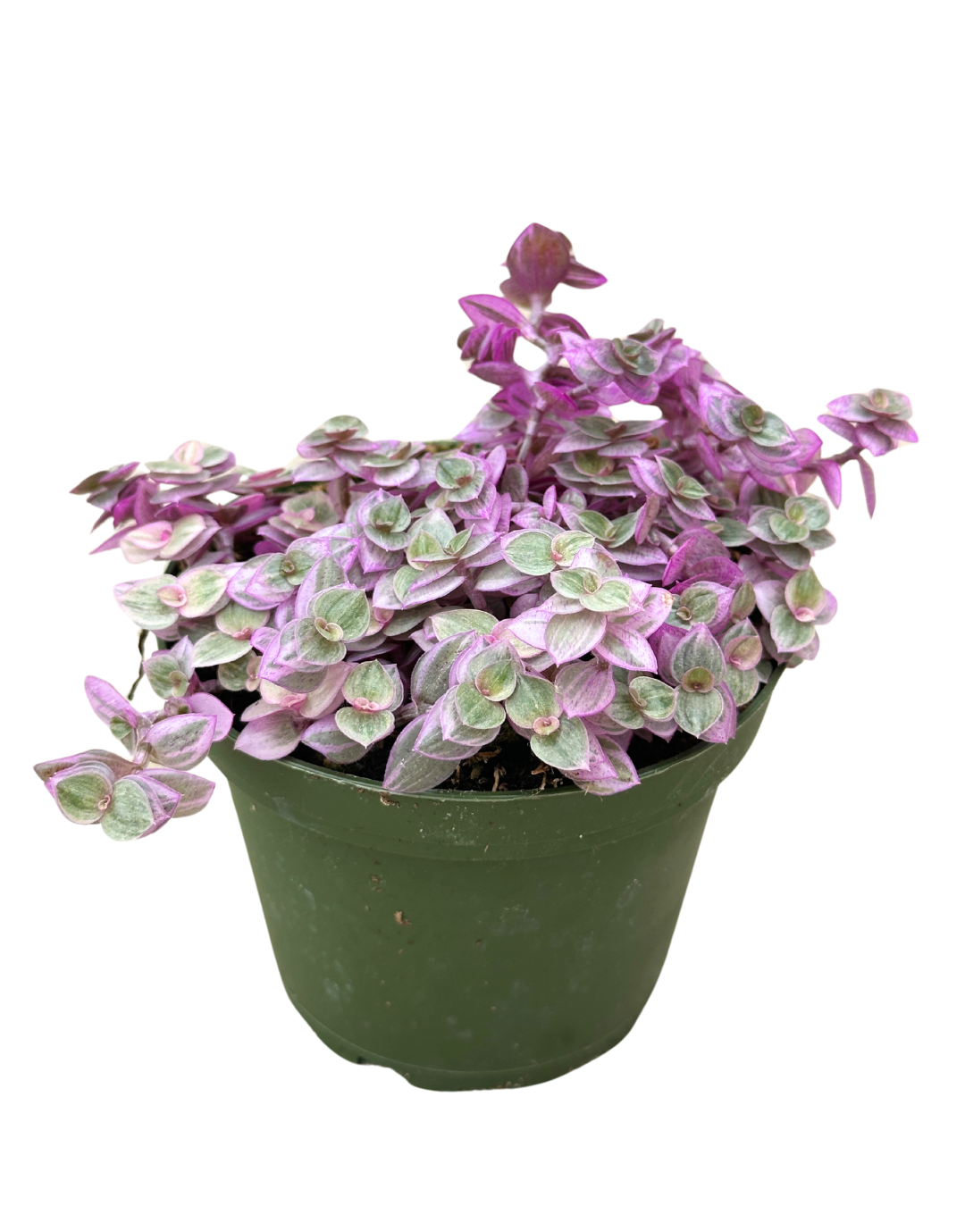 Flow State - Wholesale Live Plant - 4" Tradescantia 'Pink Lady' - Wholesale Live Houseplant3
