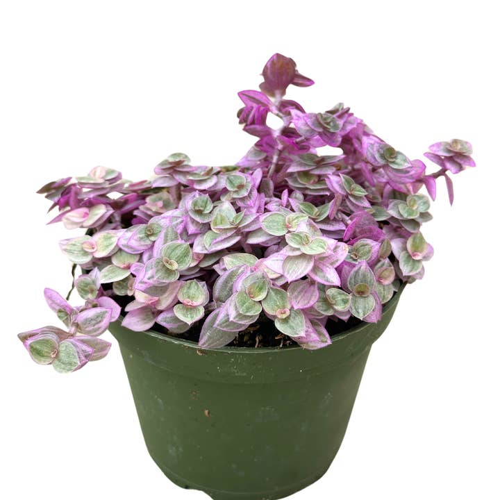 Flow State - Wholesale Live Plant - 4" Tradescantia 'Pink Lady' - Wholesale Live Houseplant3