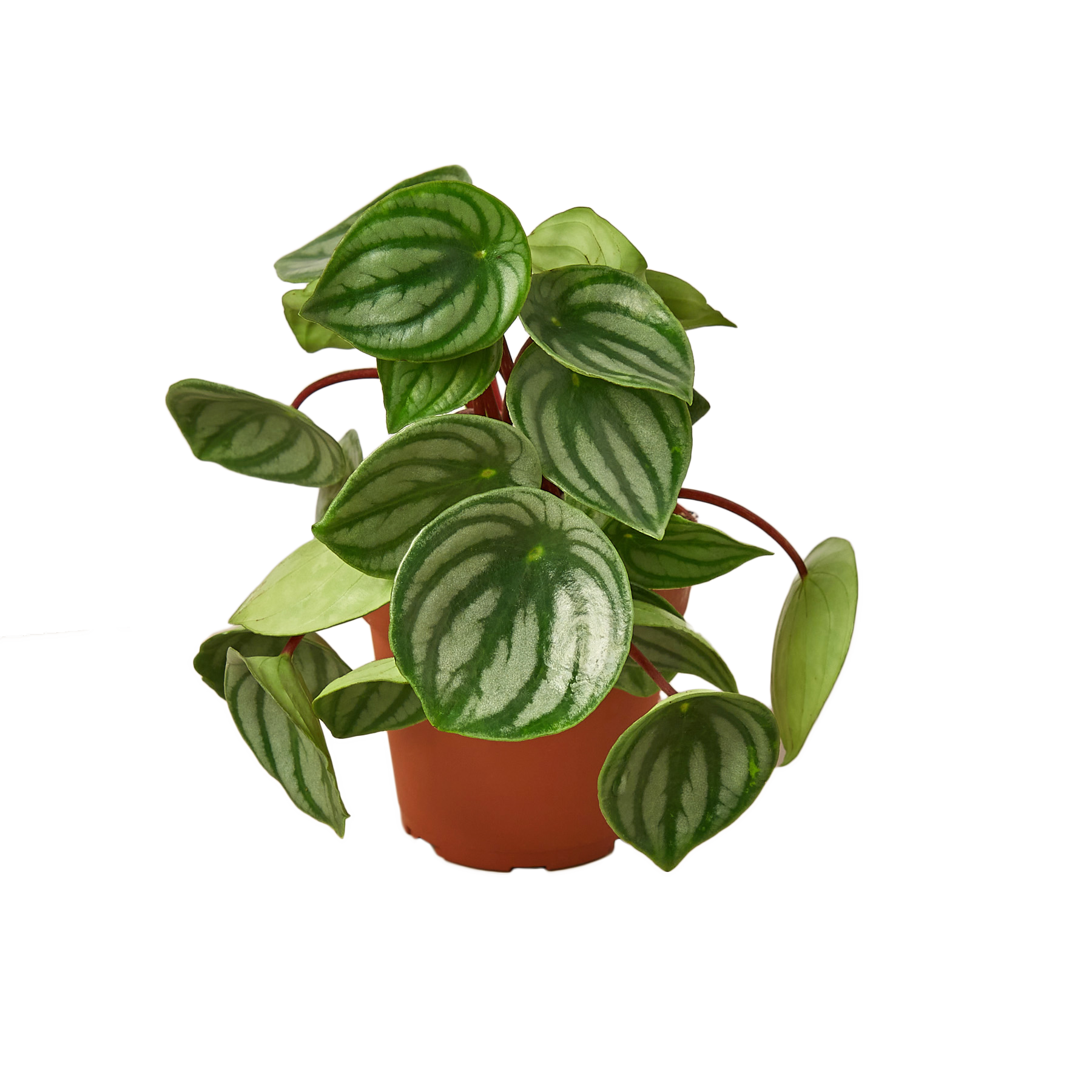 House Plant Wholesale - Wholesale Live Plant - PEPEROMIA WATERMELON 4-inch1