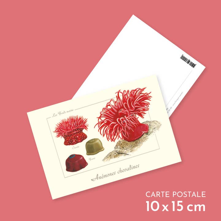 Actinie Chevaline - Postcard for wholesale by Longue-vue