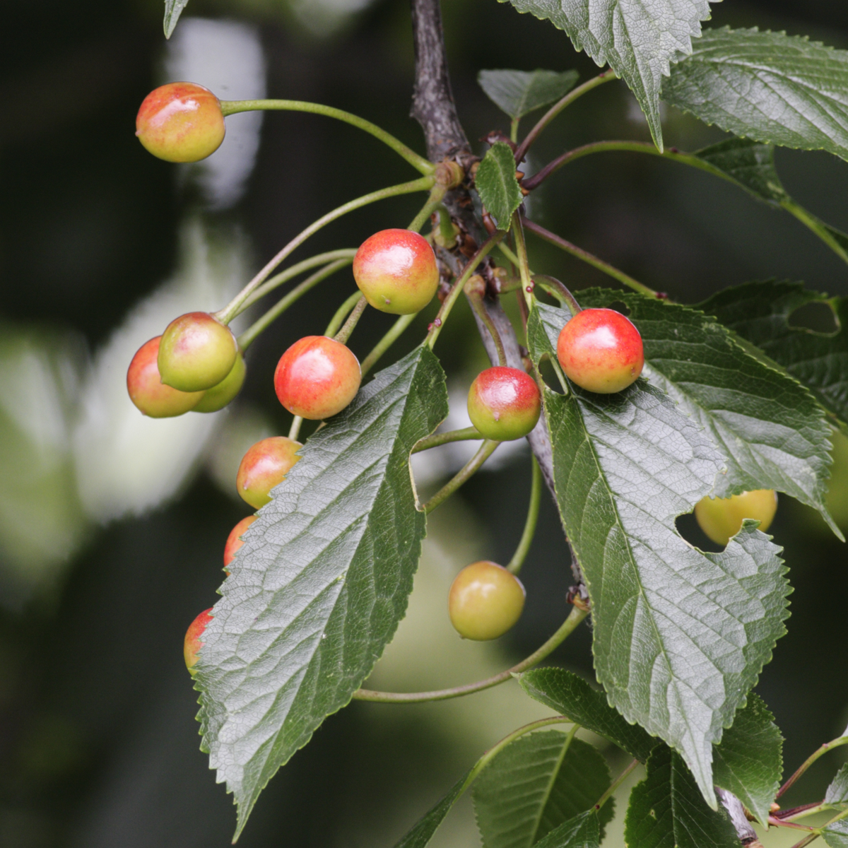 Oasis of Life - Wholesale Live Plant - Fruit trees – 8 plants – Malus, Pyrus, Prunus – Height 60–70cm – Ø9cm – Apple, Pear, Cherry & Plum – Hardy fruit tree mix – Fruit trees for garden, balcony & terrace – Fast-bearing & easy-care3