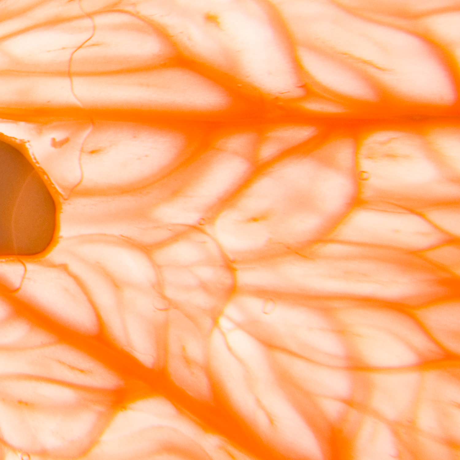 jubel naturals - Wholesale Body Cream/Lotion - Pink Grapefruit Intensive Repair Cream5