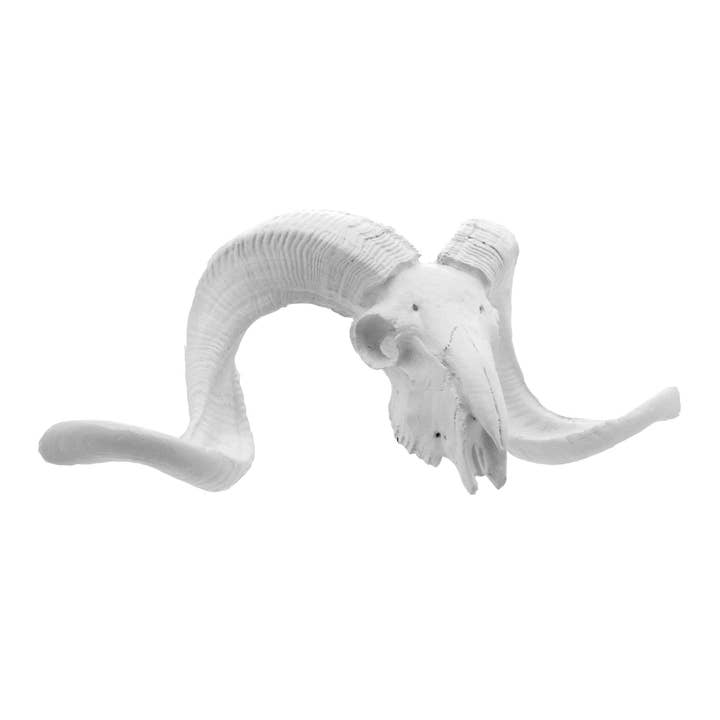 Teschio di ariete bianco per la vendita all'ingrosso da parte di Modern World by Contrast Inc.