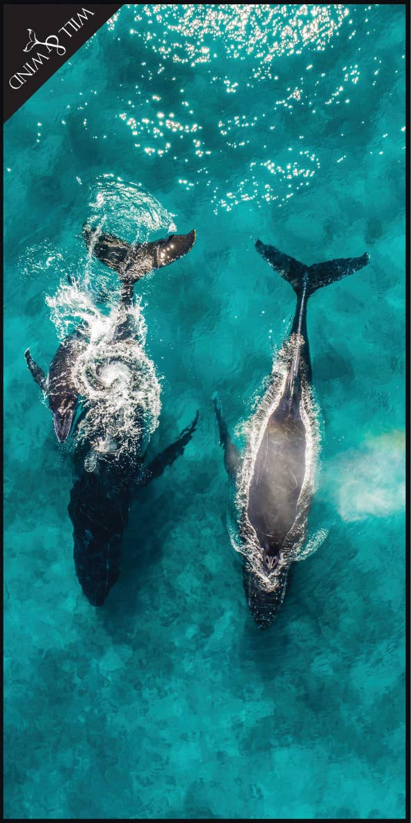 Will and Wind - Beach Towels & Accessories - Wholesale Beach towel - Humpback Whales Travel Towel / Beach Towel - Lux Microfibre