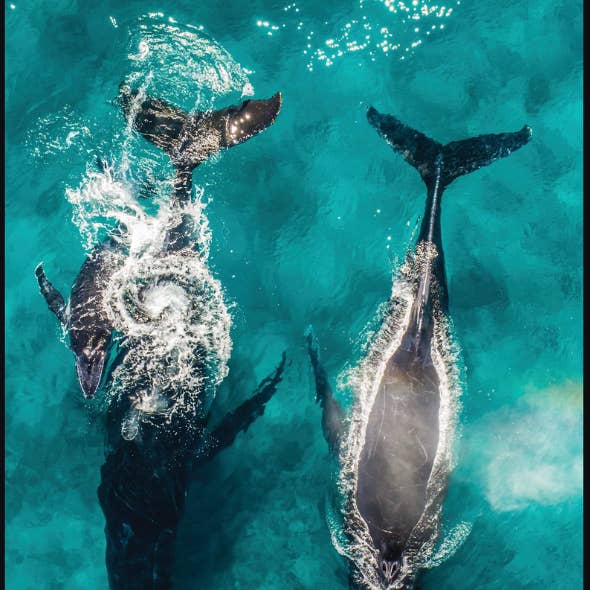 Will and Wind - Beach Towels & Accessories - Wholesale Beach towel - Humpback Whales Travel Towel / Beach Towel - Lux Microfibre0