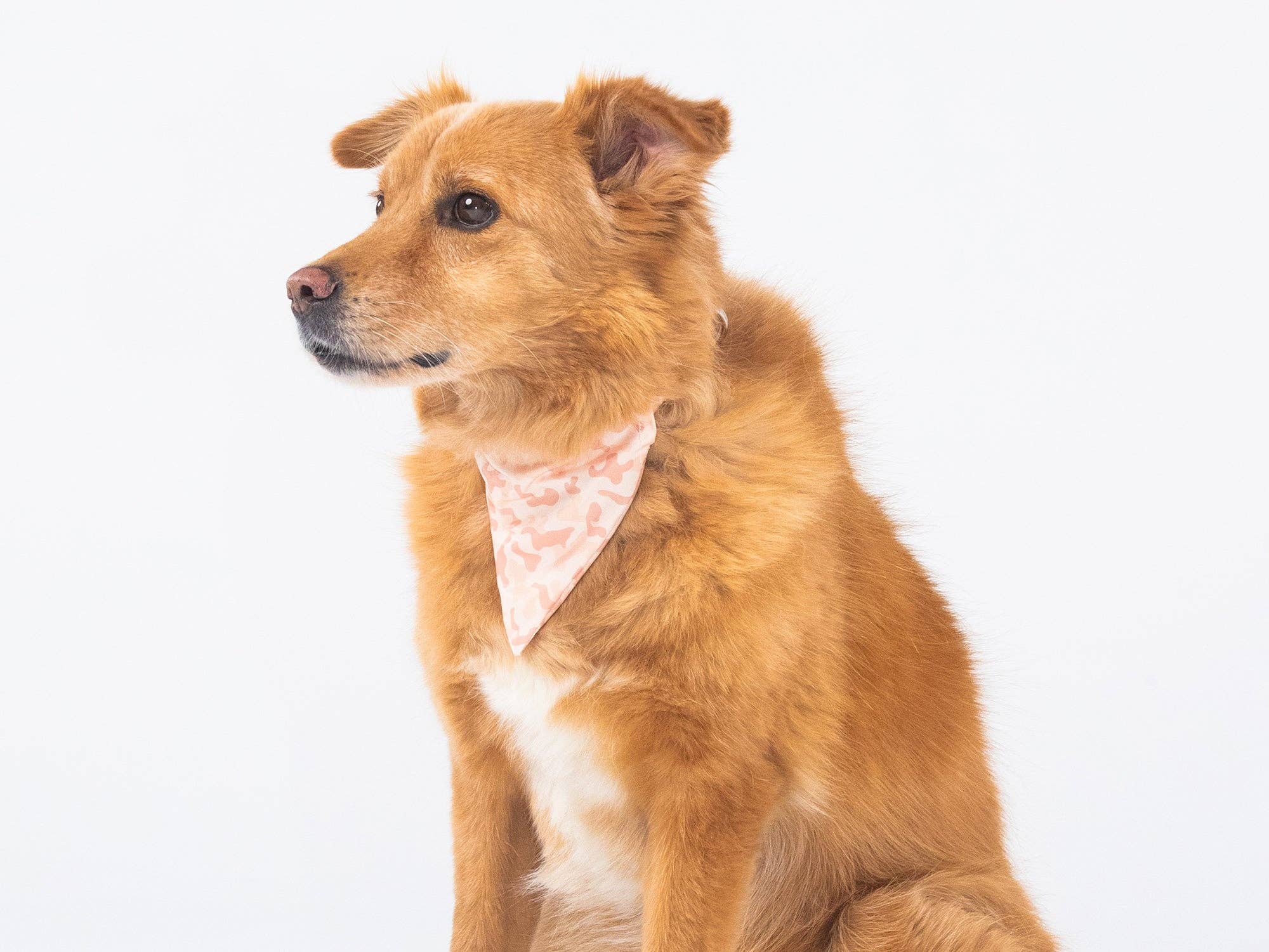 French Bandit - Wholesale Pet Bandana - Dog - Sand camouflage dog bandana2