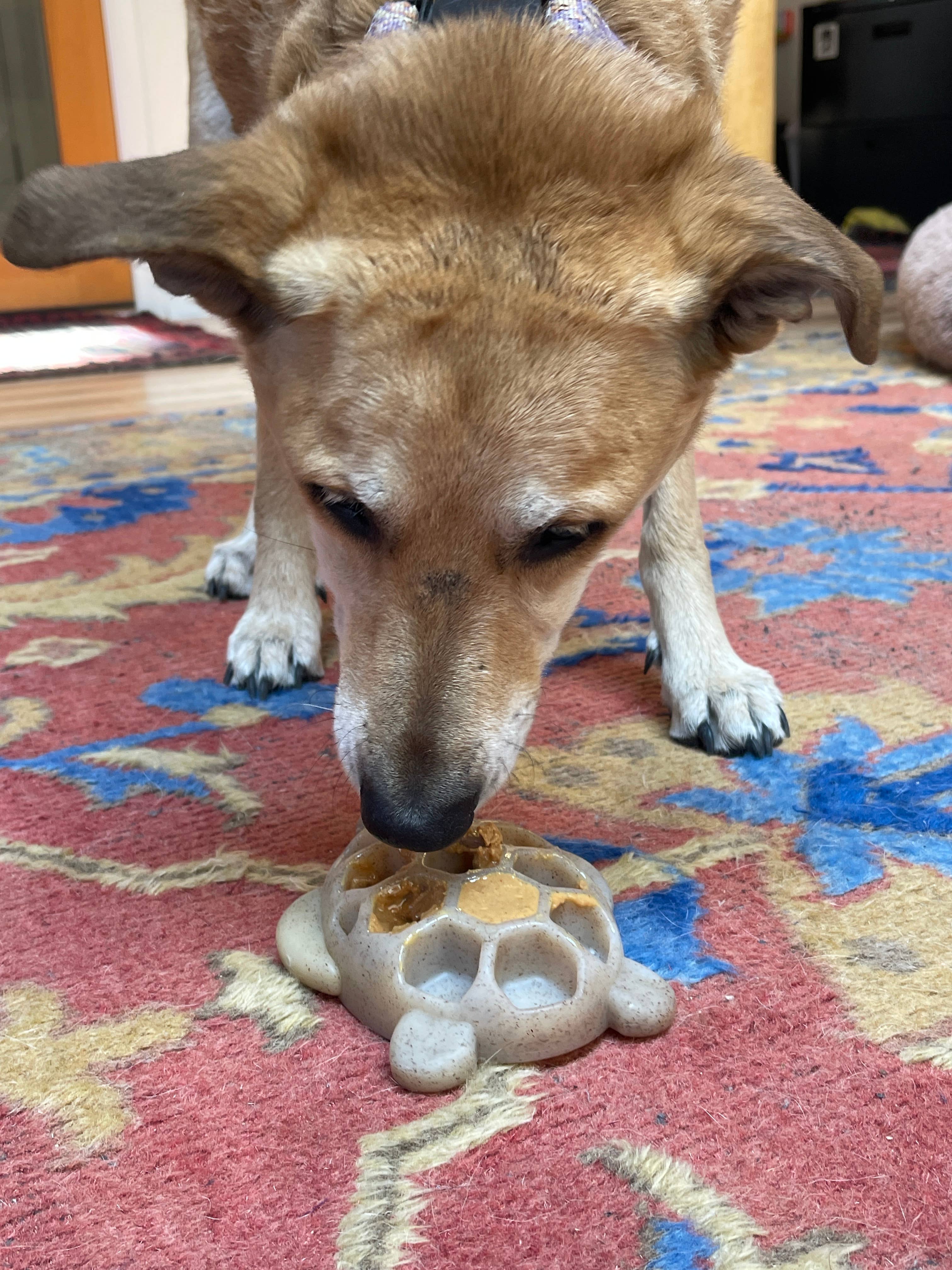 SodaPup Dog Toys - Wholesale Kauwspeeltje voor honden - Hond - Duurzaam schildpaddenspeelgoed van nylon voor kauwen en verrijking5