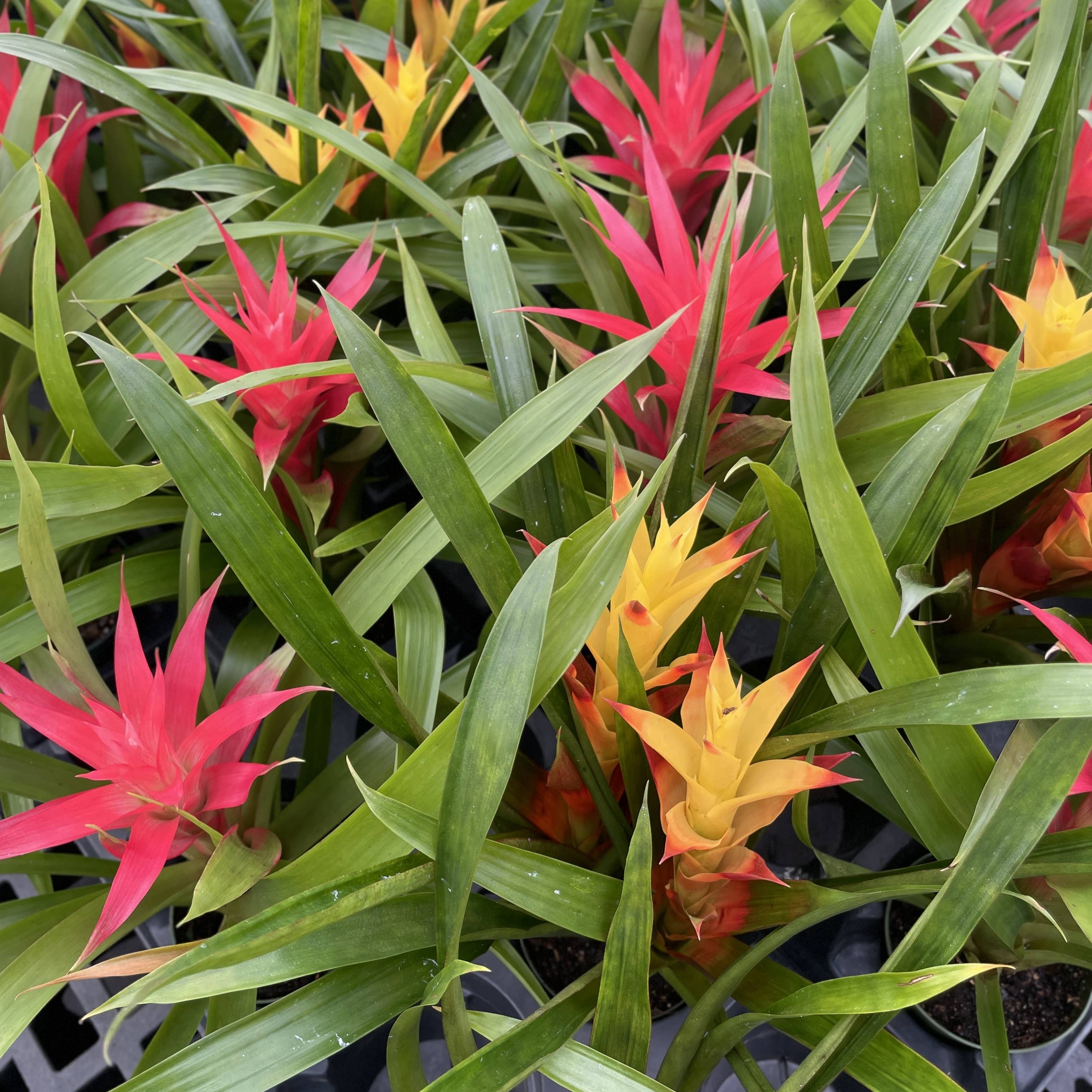Thorsen's Greenhouse - Wholesale Live Plant - Bromeliad Guzmania- 4" Live Plant - Assorted7