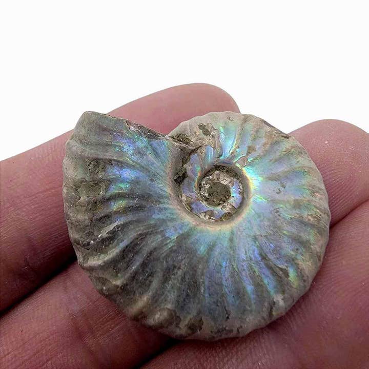 Lapidary Central - Wholesale Spiritual Stone/Crystal - Silver Iridescent Ammonite Fossil! 110 Million Years Old!5
