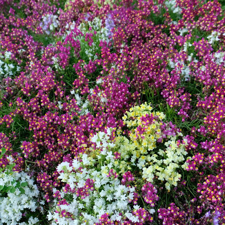 Bentley Seed Co. - Wholesale Plant Seeds - Baby Snapdragon-Mixed-Linaria Maroccana