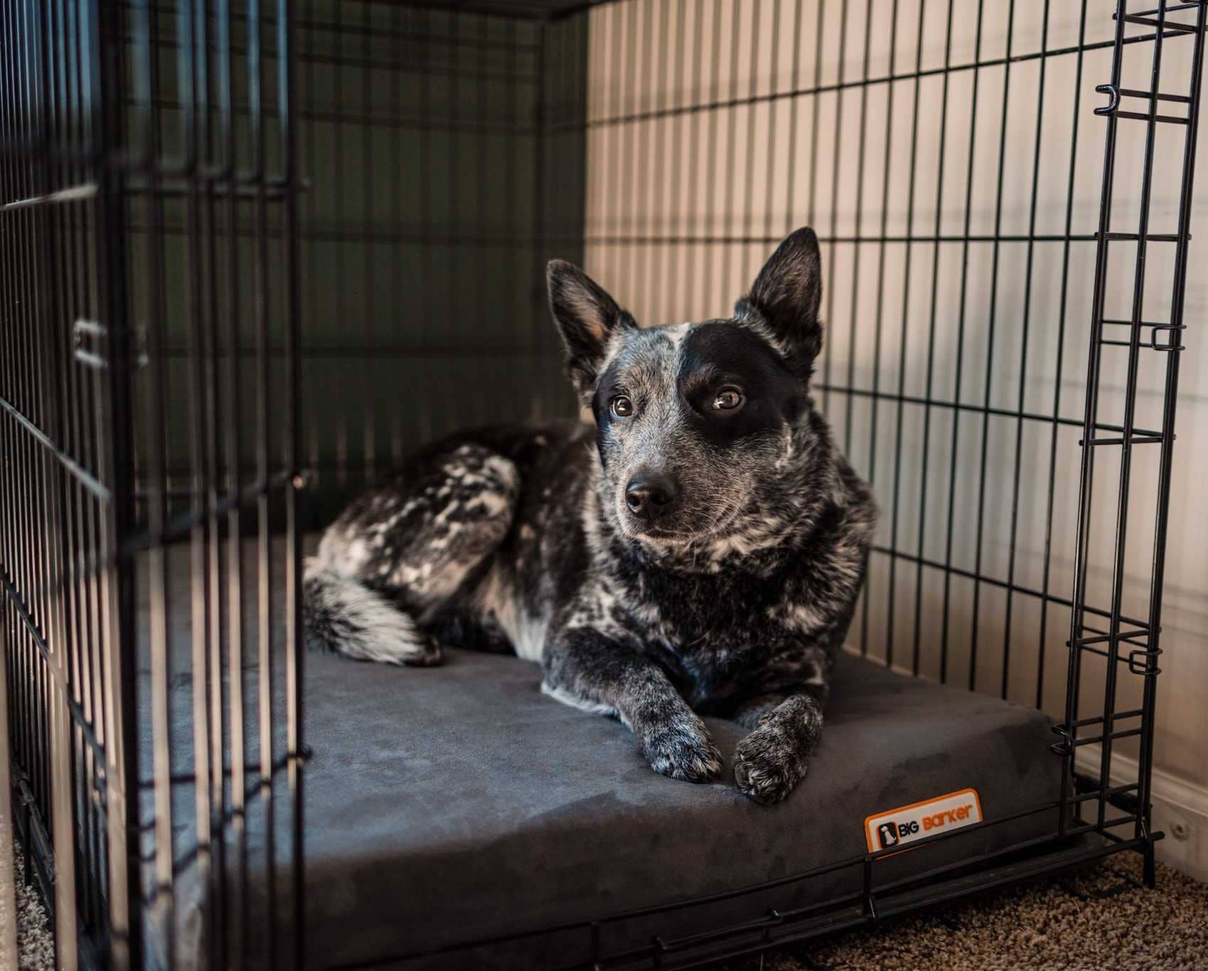 Barker Beds - Wholesale Pet Bed - Dog - 4" Orthopedic Crate Bed4