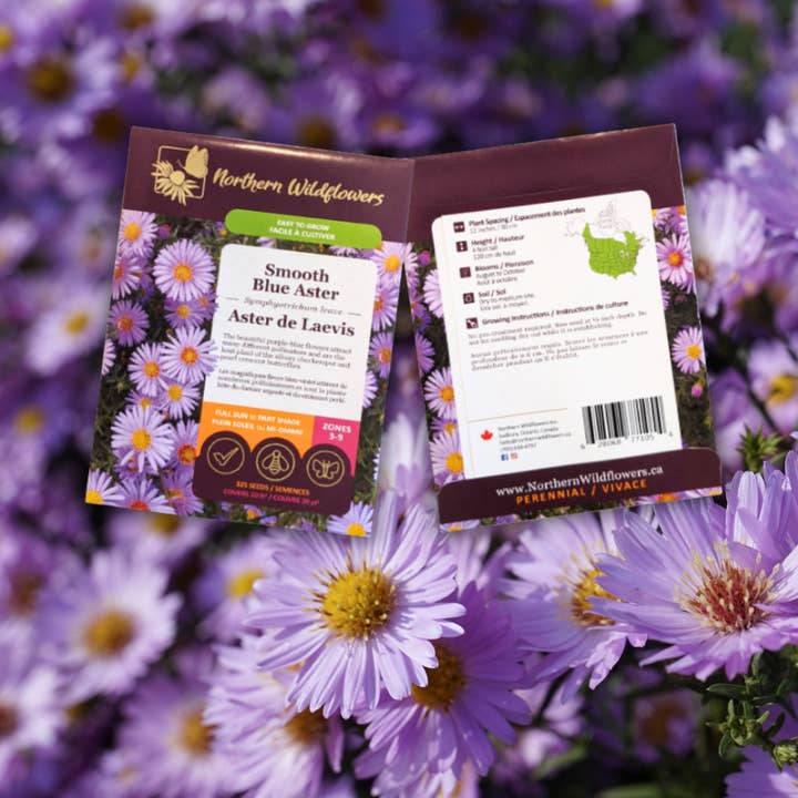 Semences de fleurs sauvages aster bleu lisse pour la vente par Northern Wildflowers
