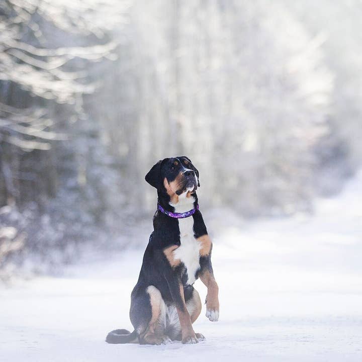 Dizzy Dog Collars – Engroshandel Halsbånd - Hund – Galaxy hundehalsbånd4