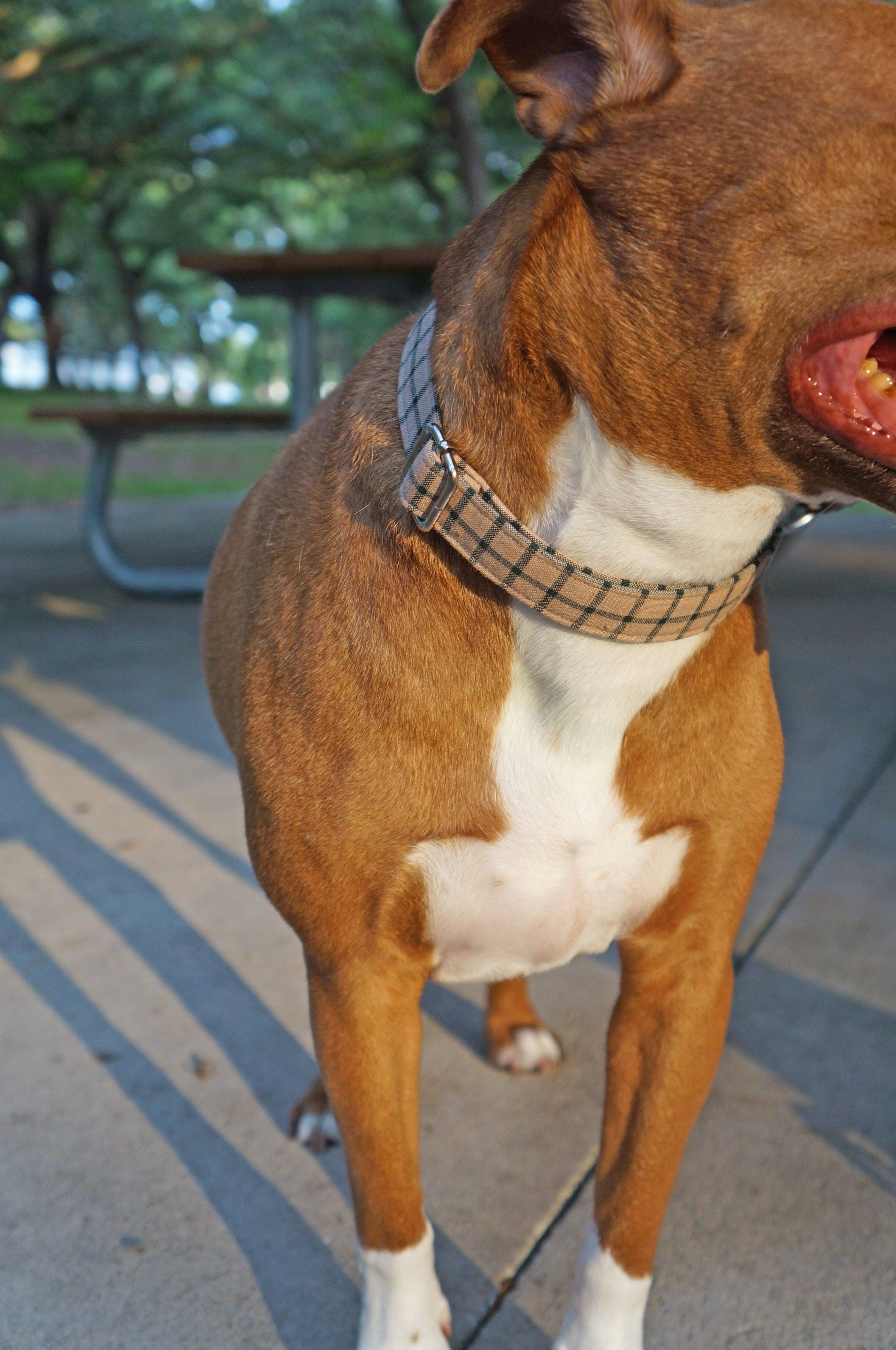 kiwi & WILLOW - Wholesale Pet Collar - Dog - Beige Plaid Dog Collar2