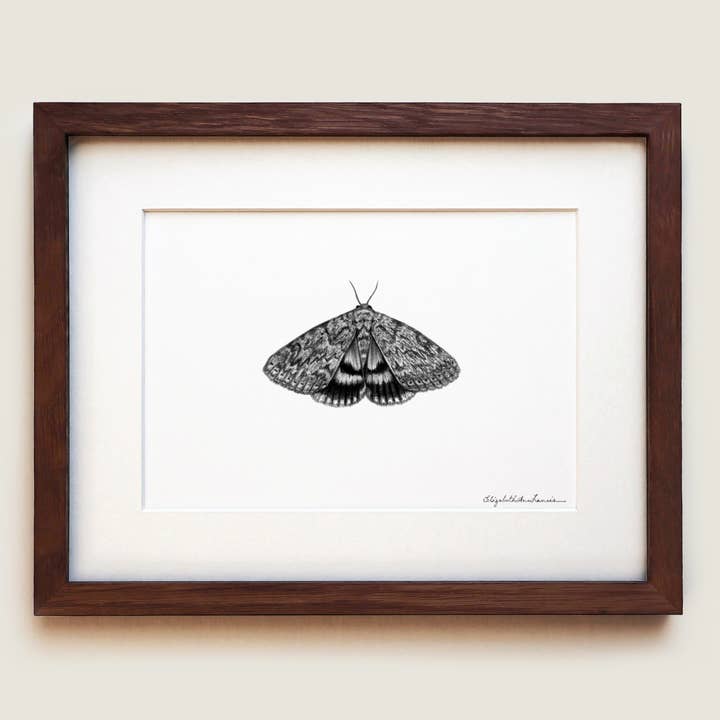 Ilia Underwing Moth | Fine Art Print for wholesale by ElizabethAnnFrancis