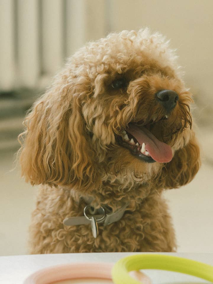 Loop legetøj for engroshandel hos Peachy Dogs