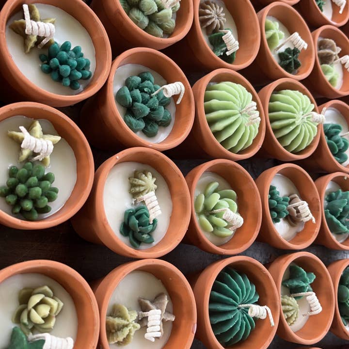 Homegrown wicks – wholesale Jar/filled candle – Mini Potted Succulent Candles