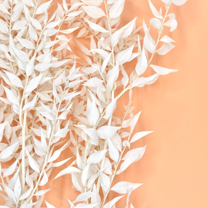 Dutch Flower Studio - Wholesale Dried/Pressed Flowers - Ruscus - Bleached - 70 cm - dried flowers2