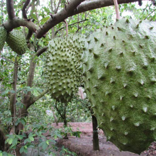 OhFresh Brands - Wholesale Fruit juice - OhFresh Juice Soursop 500 ml (12pk)1