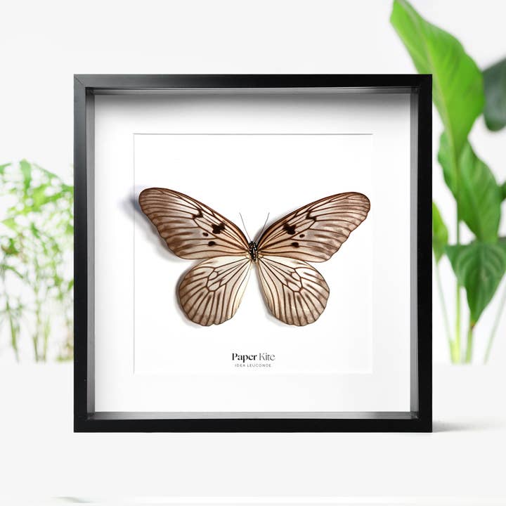 Curated Studio - Wholesale Wall Accent - Paper Kite Butterfly Insect Bug Taxidermy Box Frame